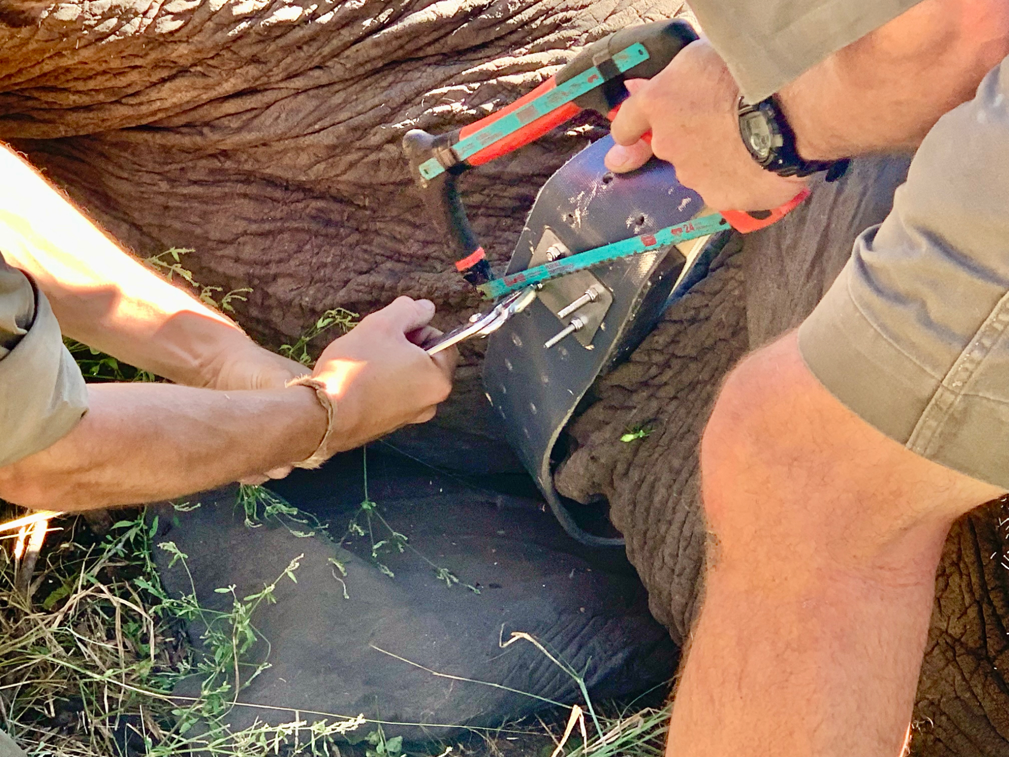 Trimming elephant tracking collar